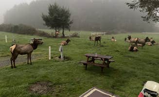 Erin S.'s photo of camping with a horse at Elk Country RV Resort & Campground in California