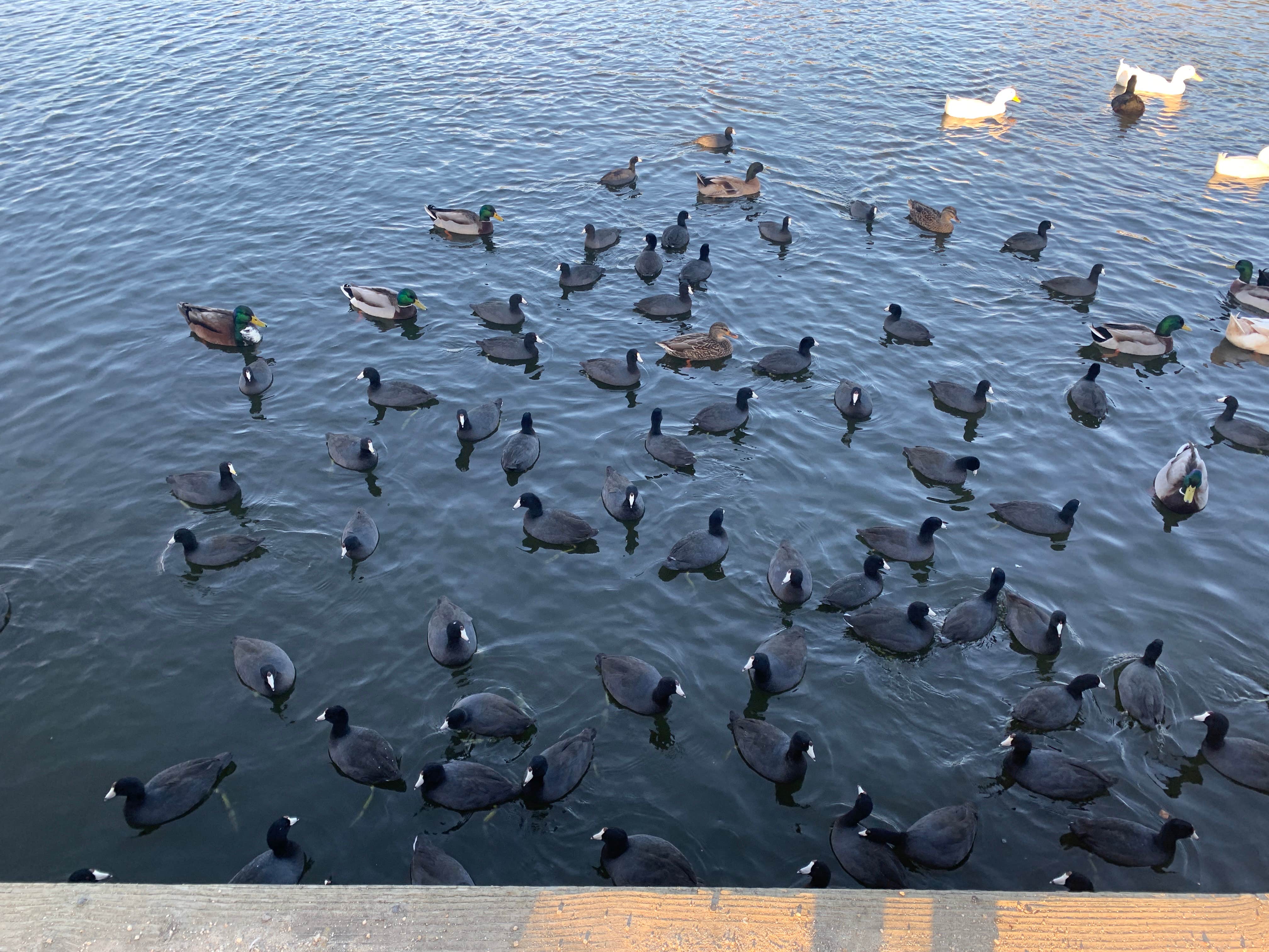 Camper submitted image from Pinto Lake City Park - 3