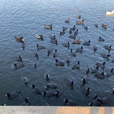 Review photo of Pinto Lake City Park by Alexander L., November 29, 2021
