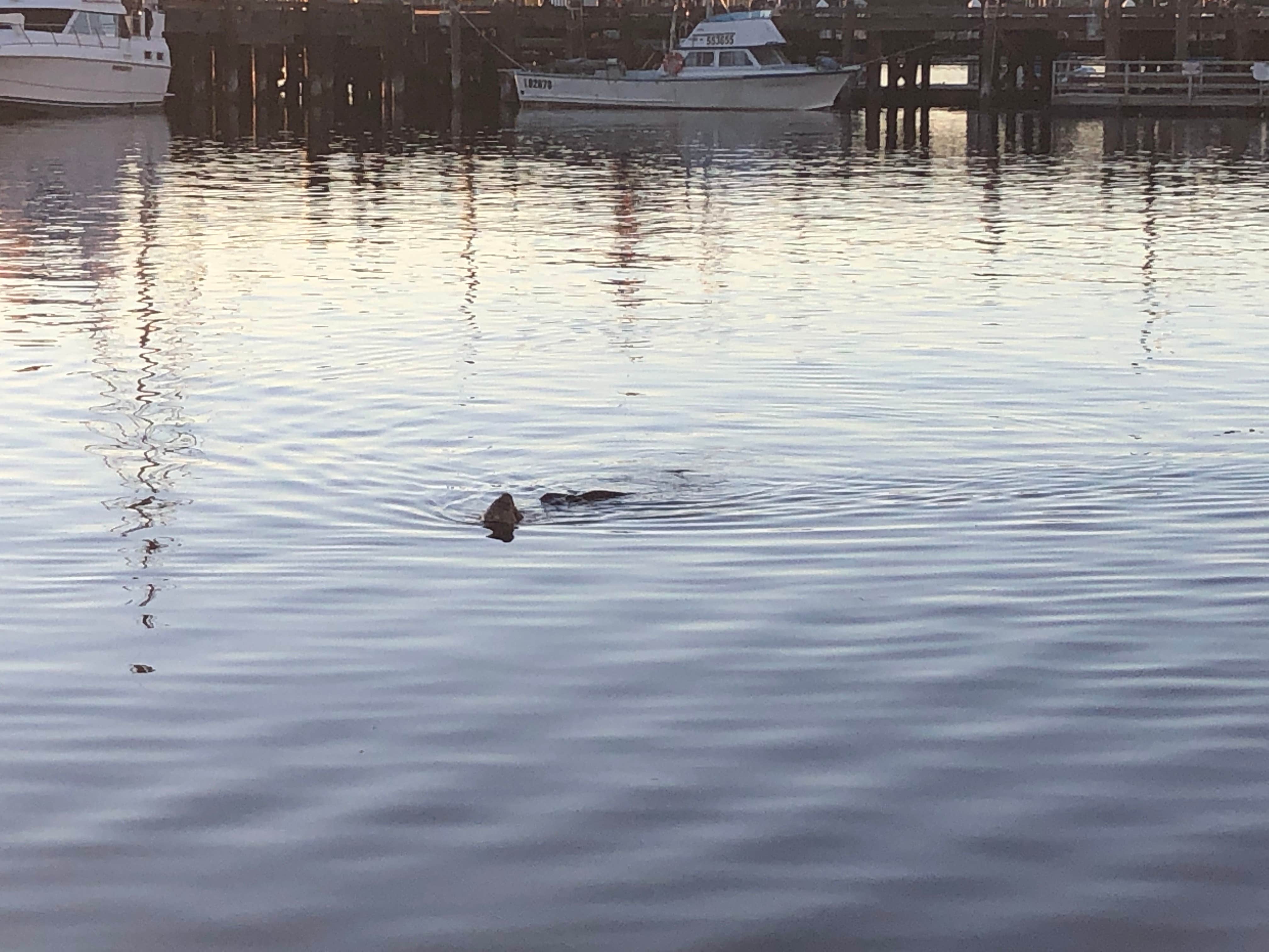 Camping near Rancho Colina RV Park: Harborview RV Park, Morro Bay, California