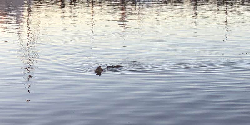 Camper submitted image from Harborview RV Park