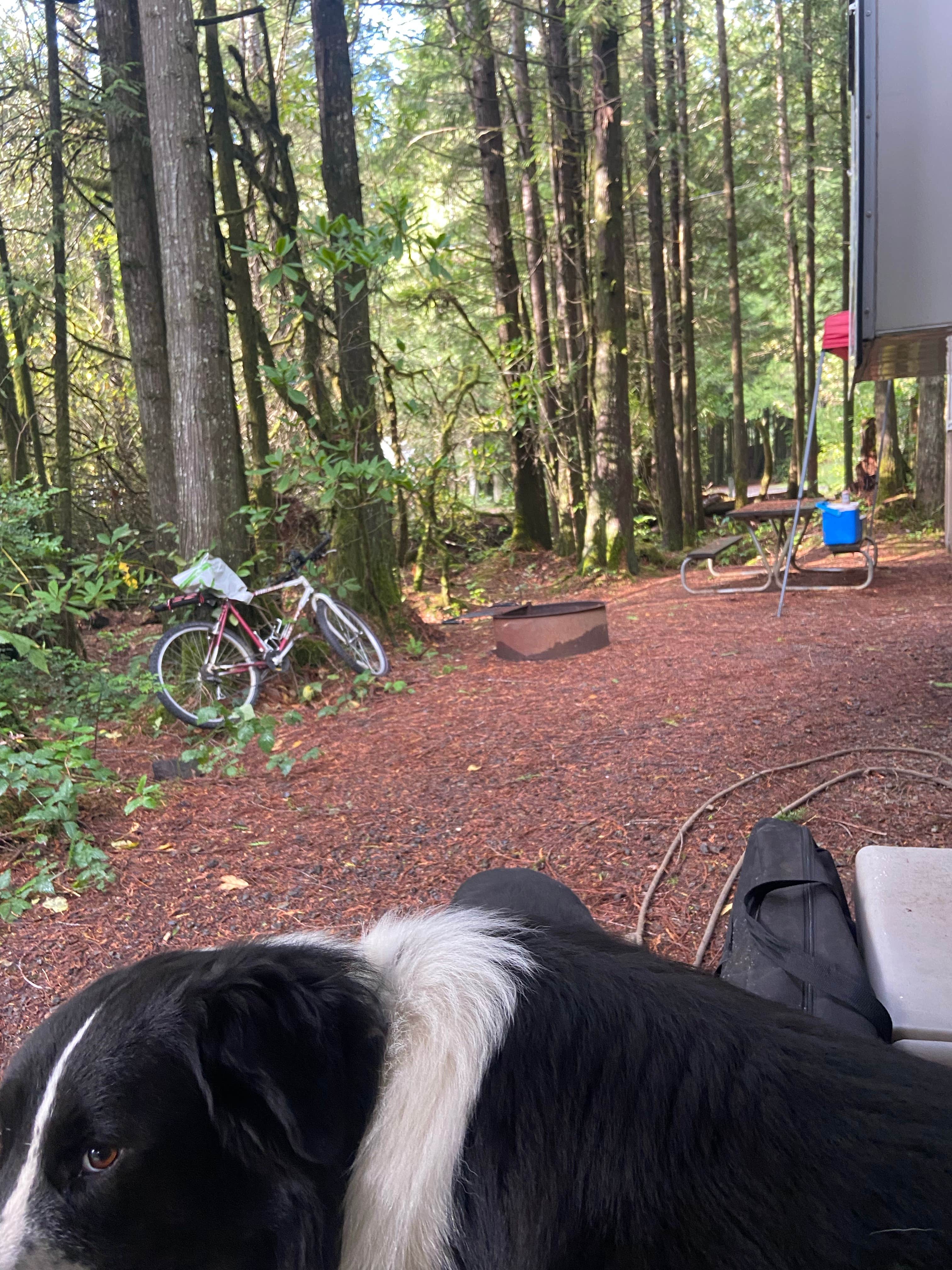 Pamela H.'s photo of camping with pets at Thousand Trails South Jetty near Florence, OR