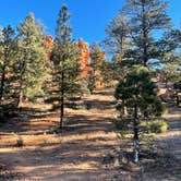Review photo of Toms Best Spring Road - Dispersed Camping by Jennifer W., November 30, 2021
