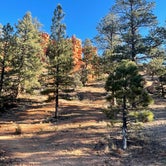 Review photo of Toms Best Spring Road - Dispersed Camping by Jennifer W., November 30, 2021