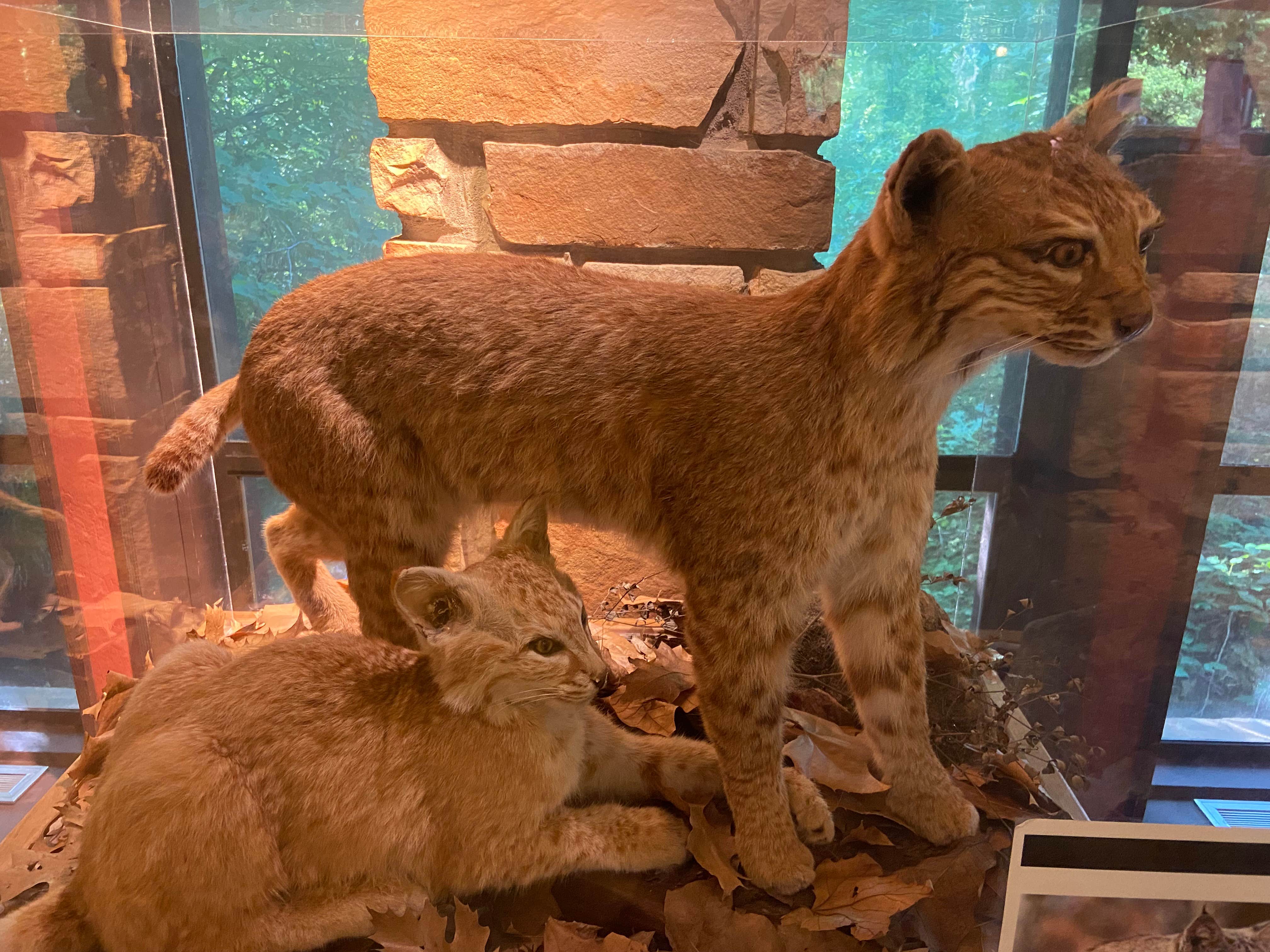 Dave V.'s photo of camping with pets at Buckhorn Campground Loop C — Chickasaw National Recreation Area near Davis, OK