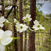 Review photo of Beavers Bend State Park Campground by Jeff S., November 30, 2021