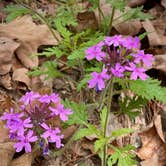 Review photo of Beavers Bend State Park Campground by Jeff S., November 30, 2021