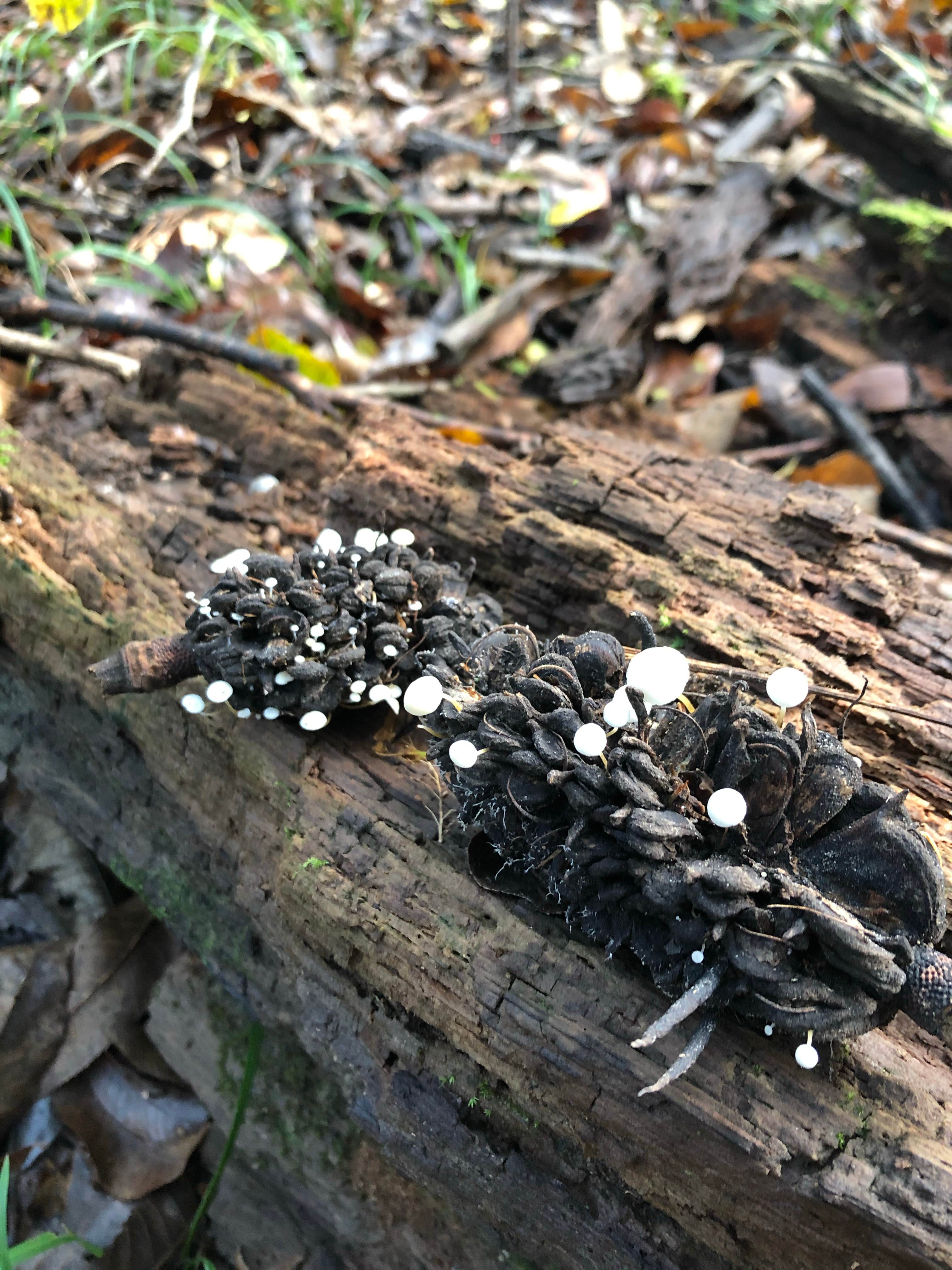 Camper-submitted photo at Double Lake NF Campground near Cleveland, TX