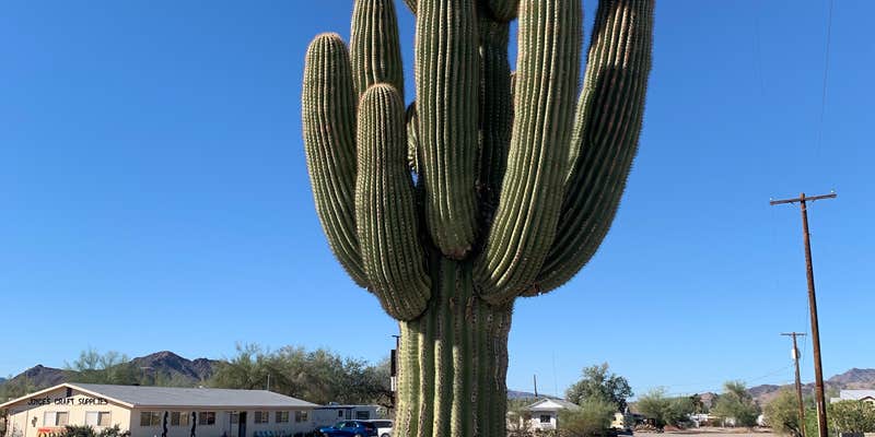 Camper submitted image from Shady Lane RV Park