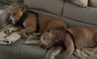 Molley T.'s photo of camping with pets at Shady Lane RV Park near Wenden, AZ