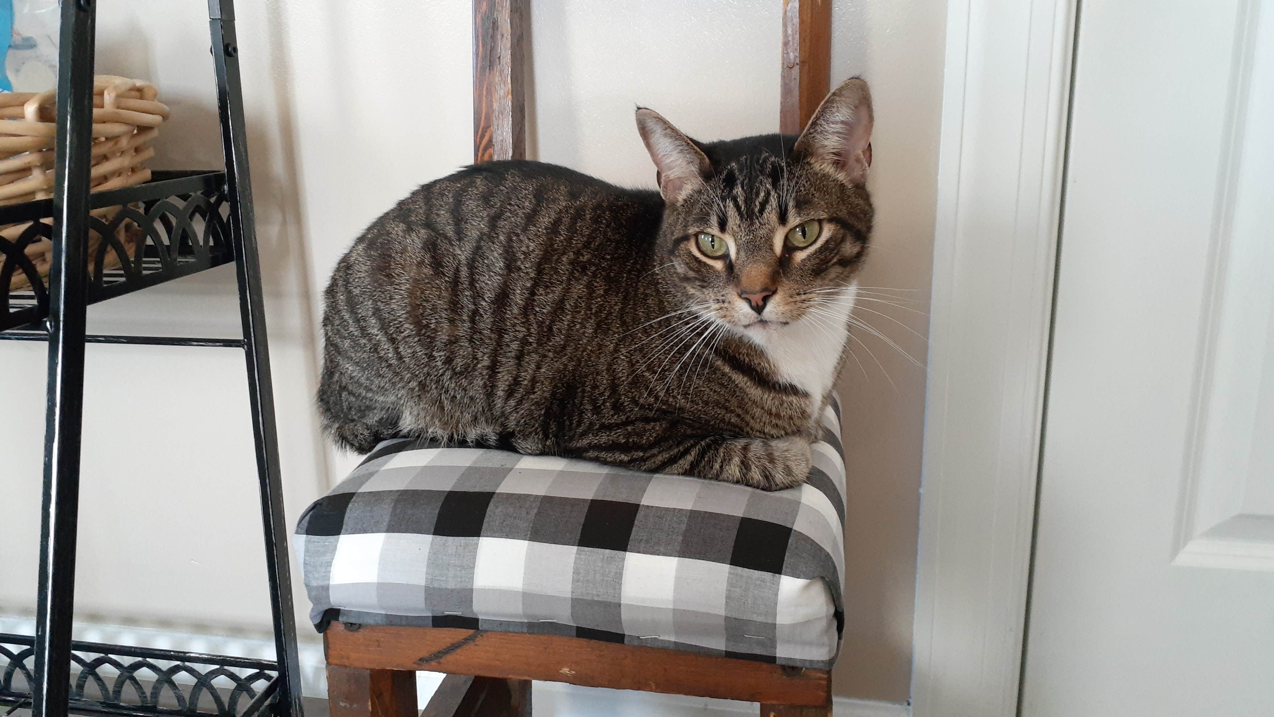 Nick S.'s photo of camping with pets at Dan River Campground near Whitsett, NC