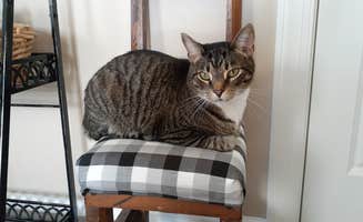 Nick S.'s photo of camping with pets at Dan River Campground near Graham, NC