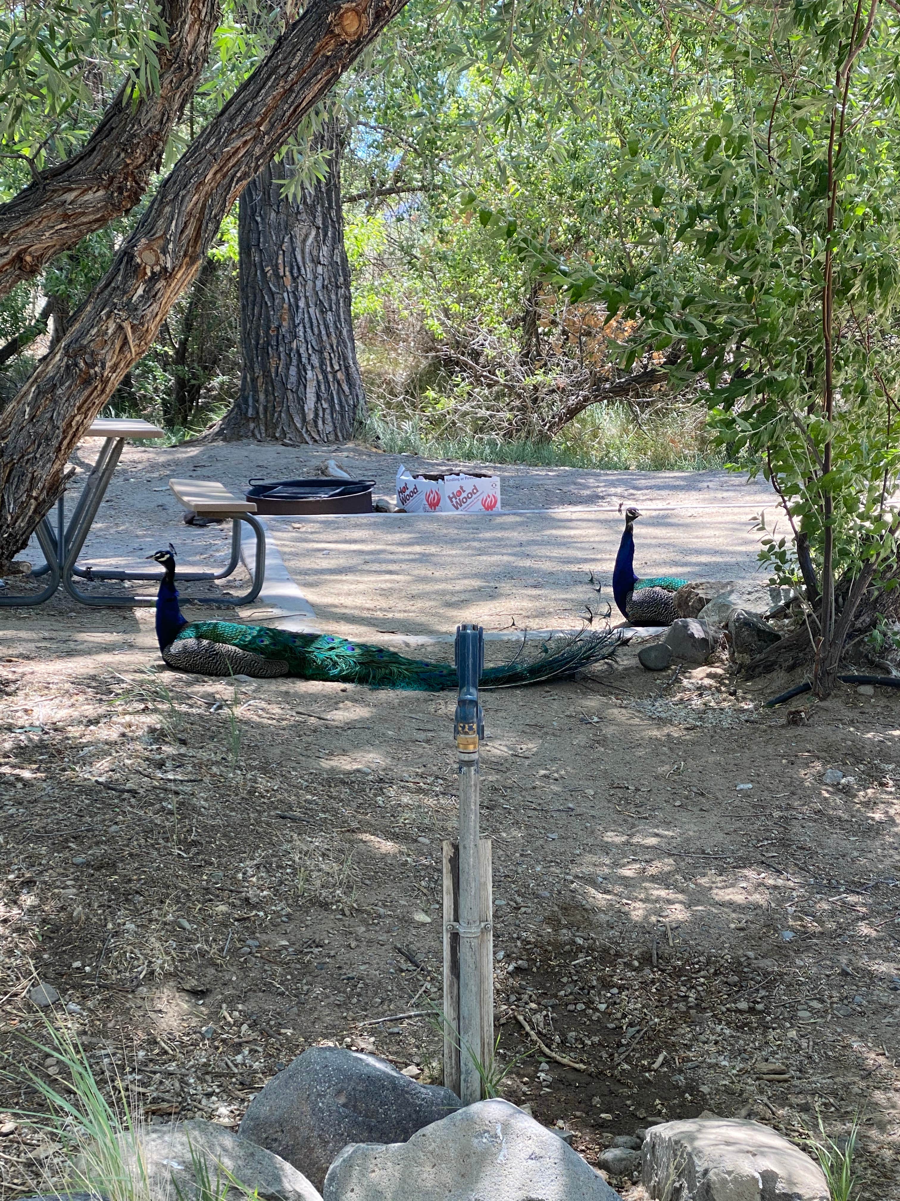 Camper-submitted photo at Dayton State Park Campground near Virginia City, NV