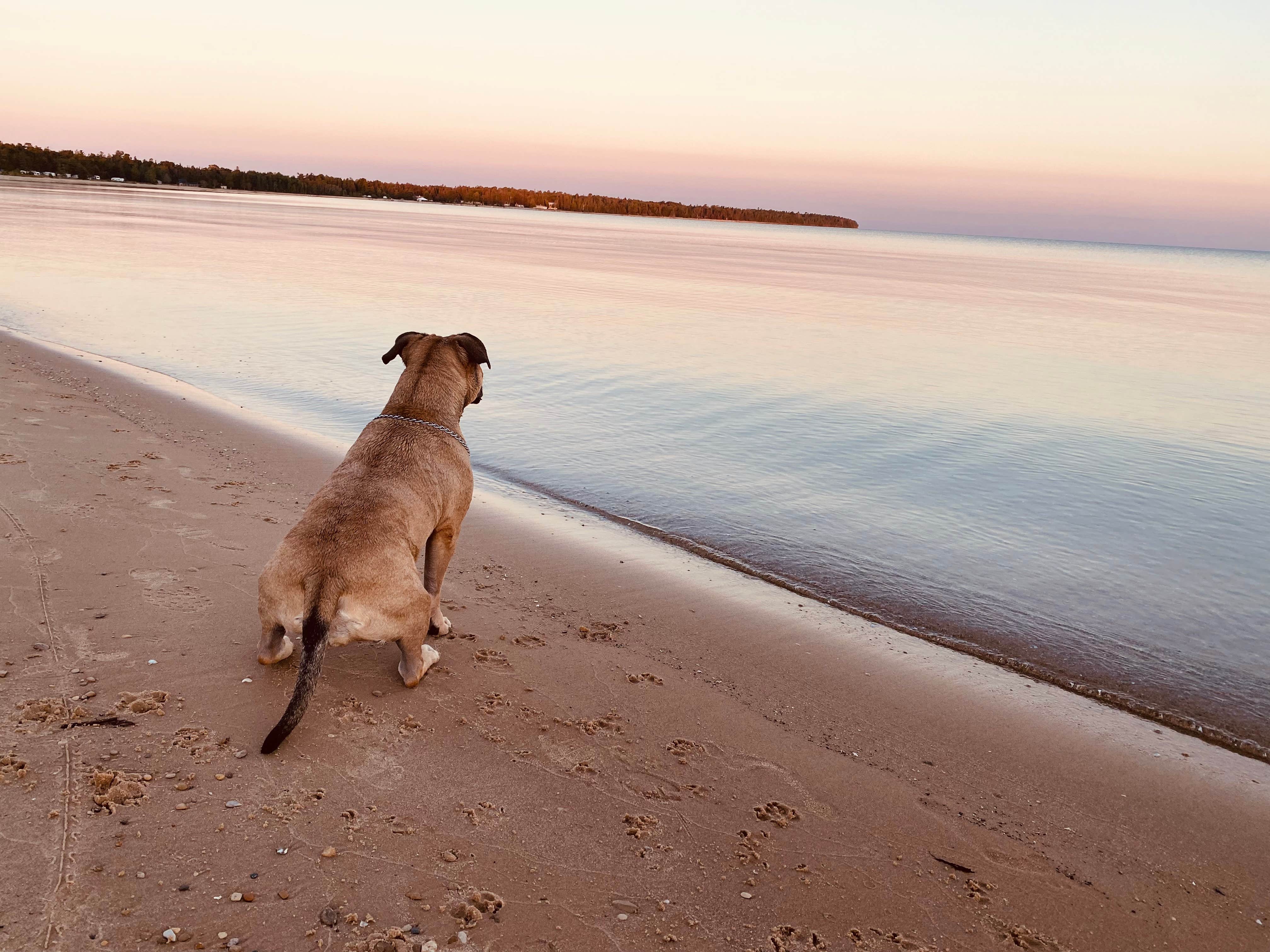 are dogs allowed in wilderness state park