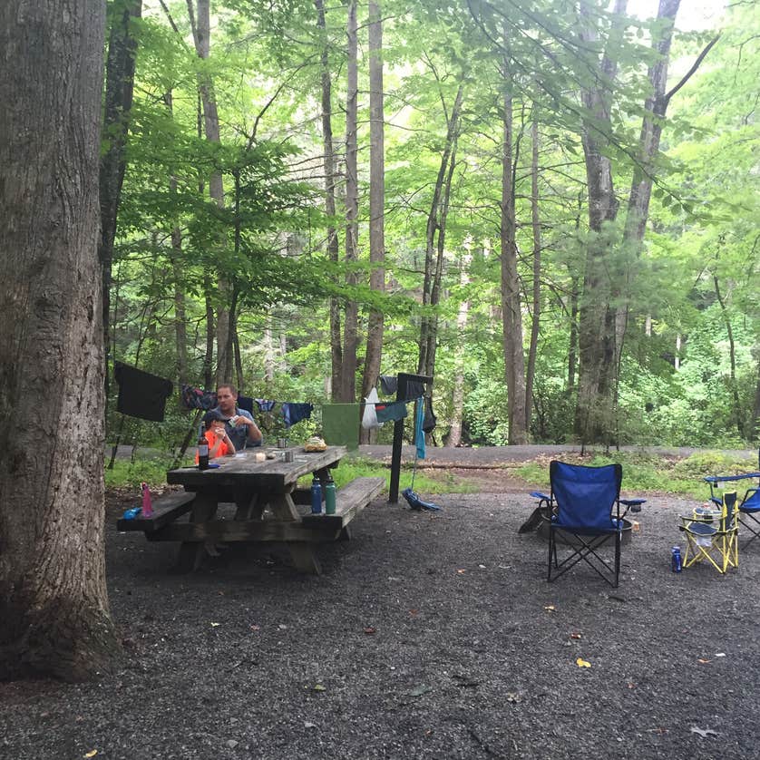 Davidson River Campground Camping The Dyrt