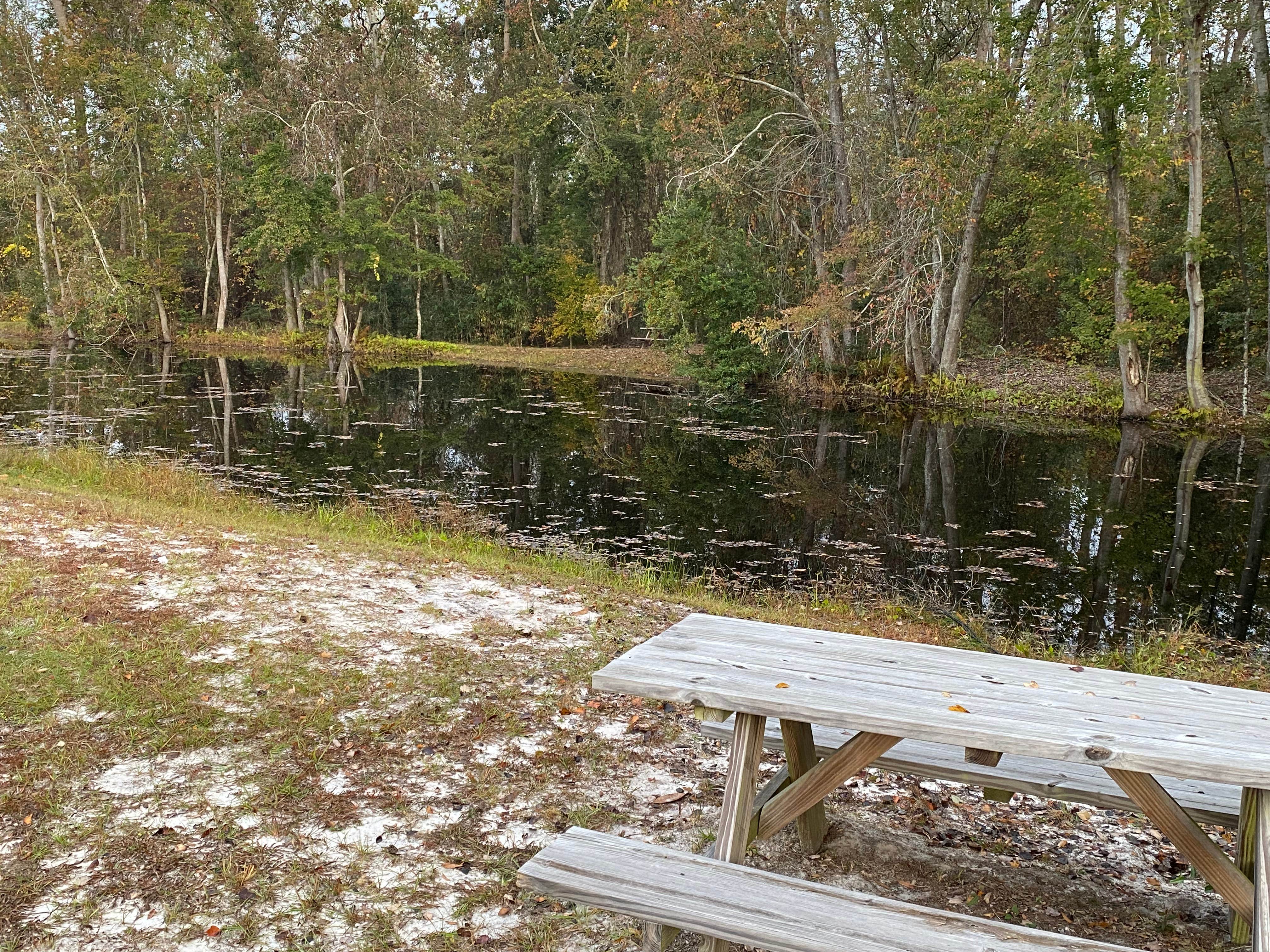 Camper-submitted photo at Jenny Ridge RV Park near Folkston, GA