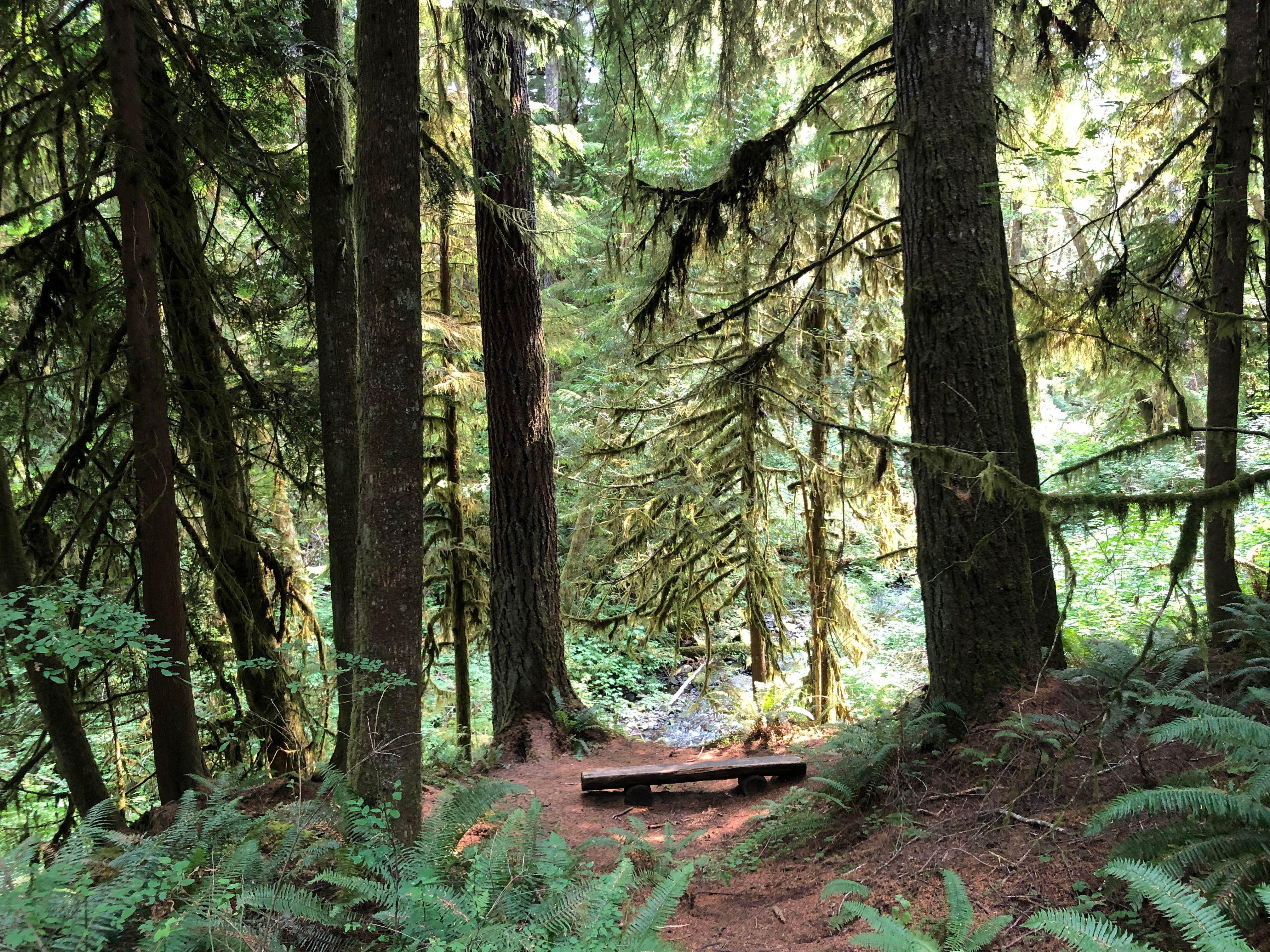 Camper-submitted photo at Clatsop State Forest Gnat Creek Campground near Grays River, WA