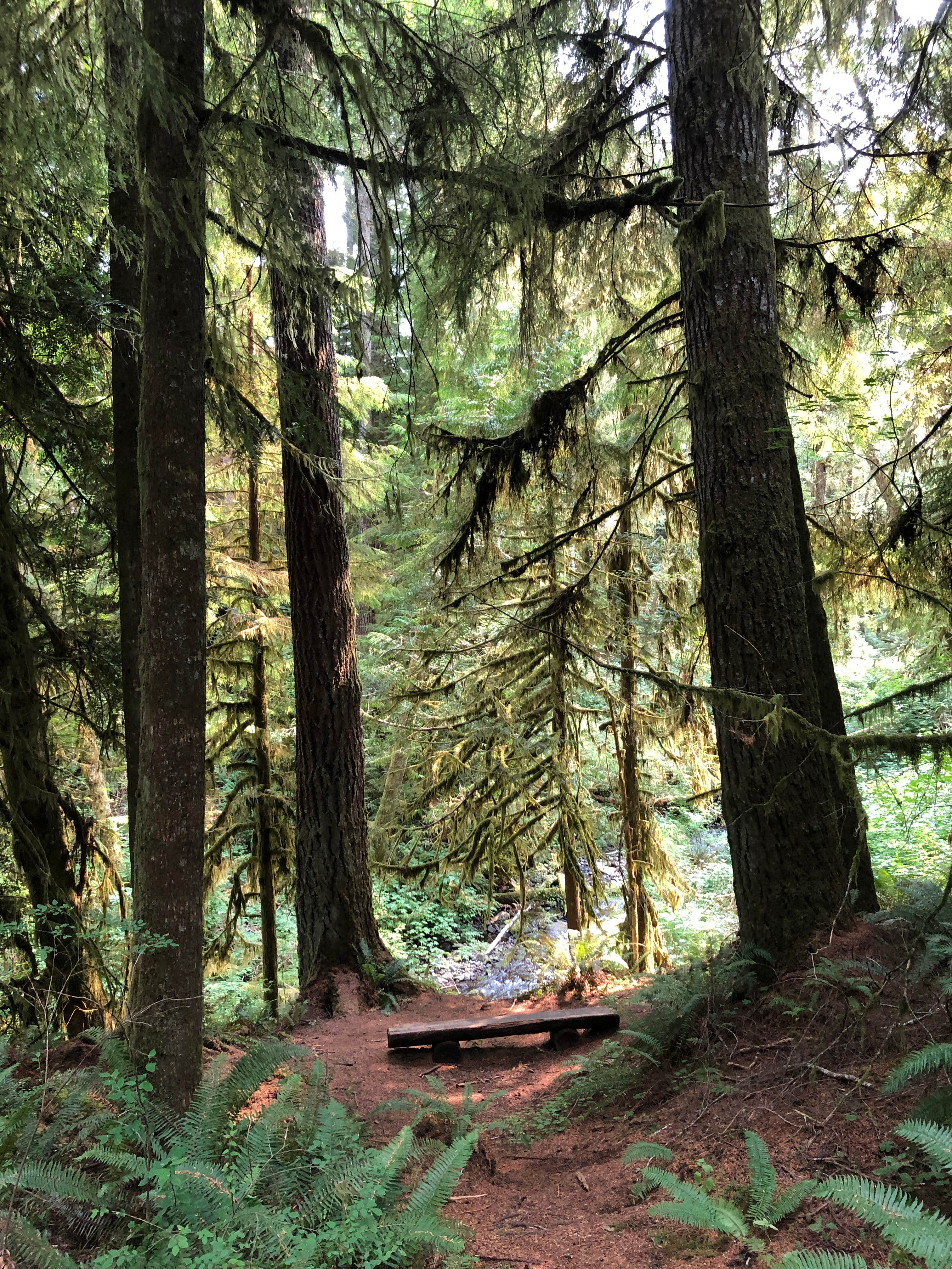 Camper-submitted photo at Clatsop State Forest Gnat Creek Campground near Ilwaco, WA
