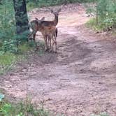 Review photo of Adventure Bound Campground by Clint , December 1, 2021