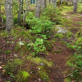 Review photo of Long Pond Campsites in KI Jo Mary MultiUse Forest by Jean C., December 1, 2021