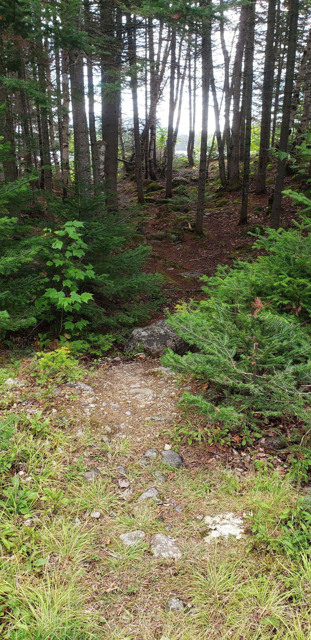 Camper submitted image from Long Pond Campsites in KI Jo Mary MultiUse Forest - 3