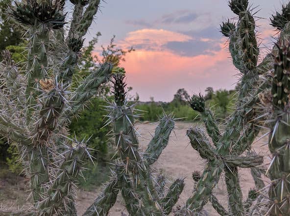Camper-submitted photo at Tres Piedras Dispersed Site near Medanales, NM