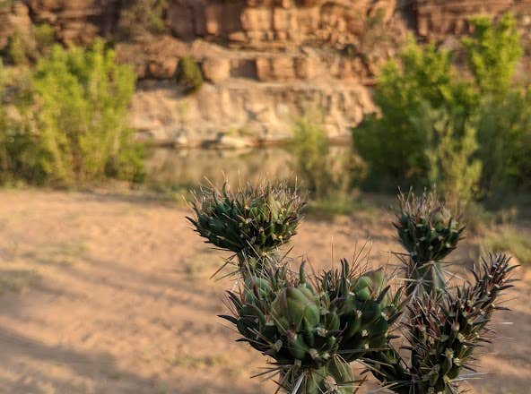 Camper-submitted photo at Tres Piedras Dispersed Site near Medanales, NM