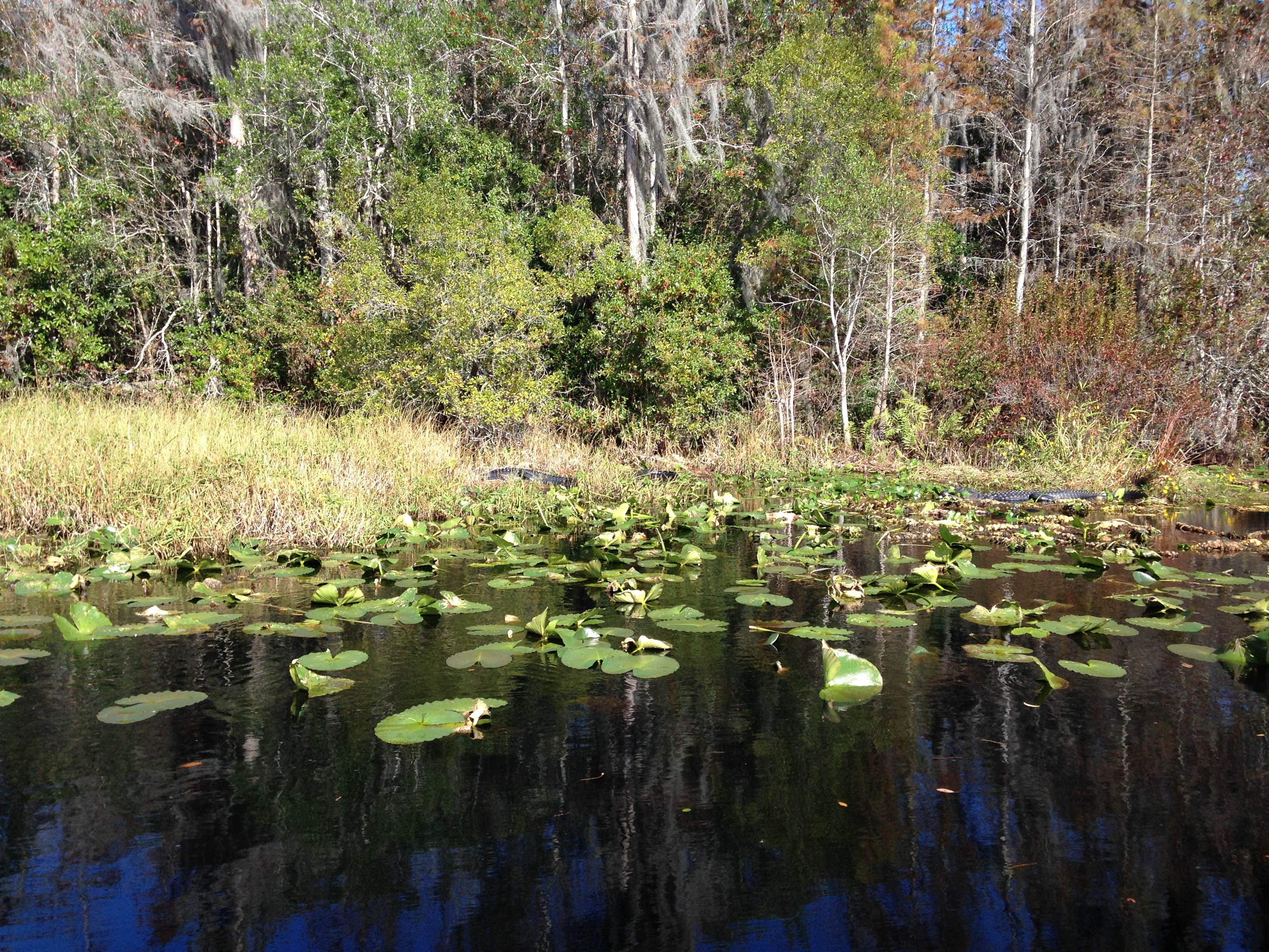 Camper submitted image from Stephen C. Foster State Park Campground - 3