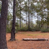 Review photo of Okefenokee Pastimes Cabins and Campground by Stuart K., December 1, 2021