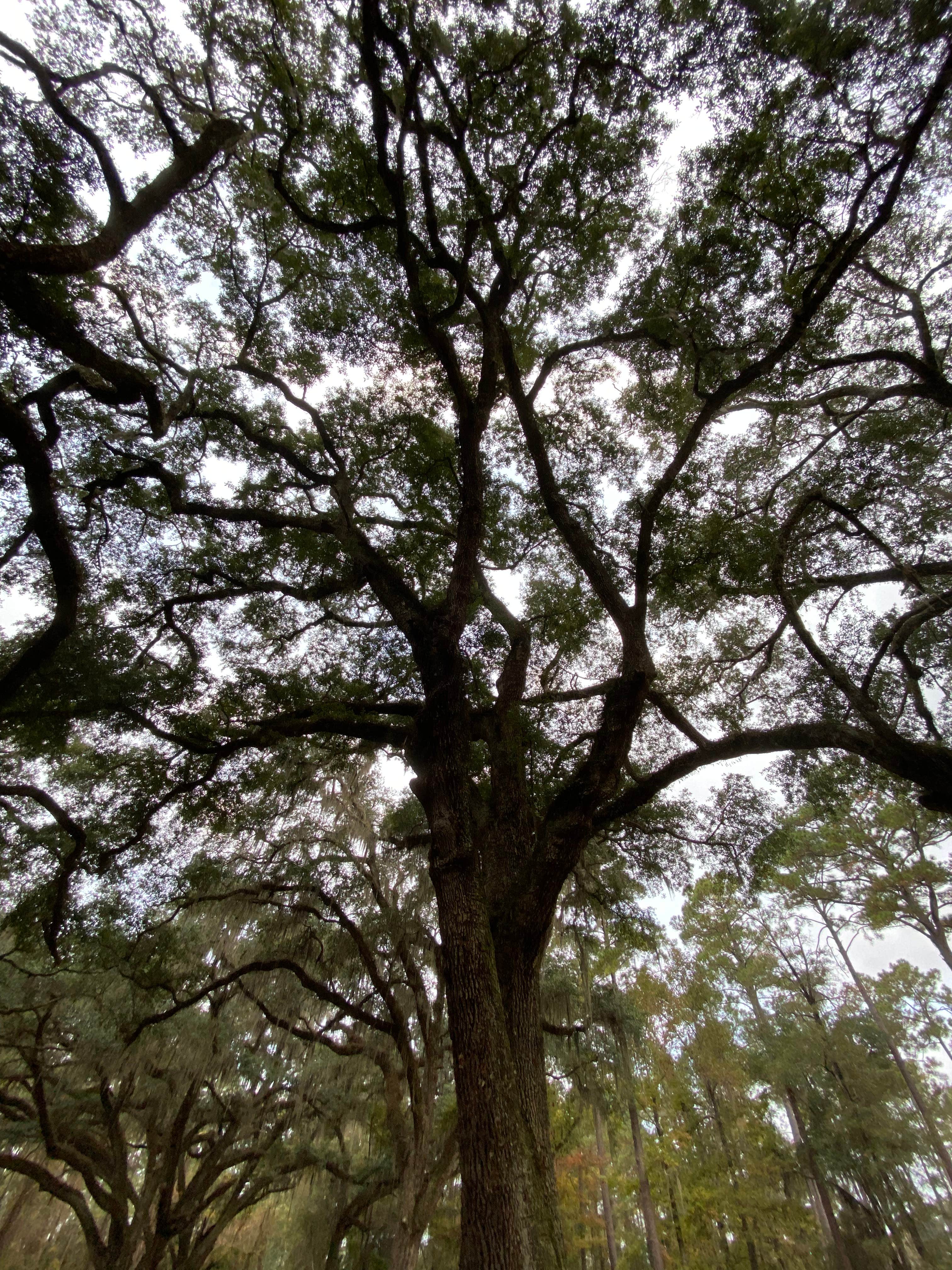 Camper-submitted photo at Traders Hill Campground near Folkston, GA