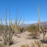 Review photo of Twin Peaks Campground — Organ Pipe Cactus National Monument by Becbecandbunny O., December 1, 2021