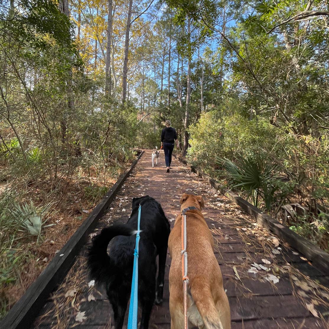 Buck Hall Recreation Area Camping | Huger, SC