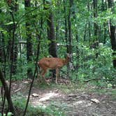 Review photo of Cades Cove Campground by Kirsten J., July 8, 2018
