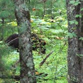 Review photo of Cades Cove Campground by Kirsten J., July 8, 2018