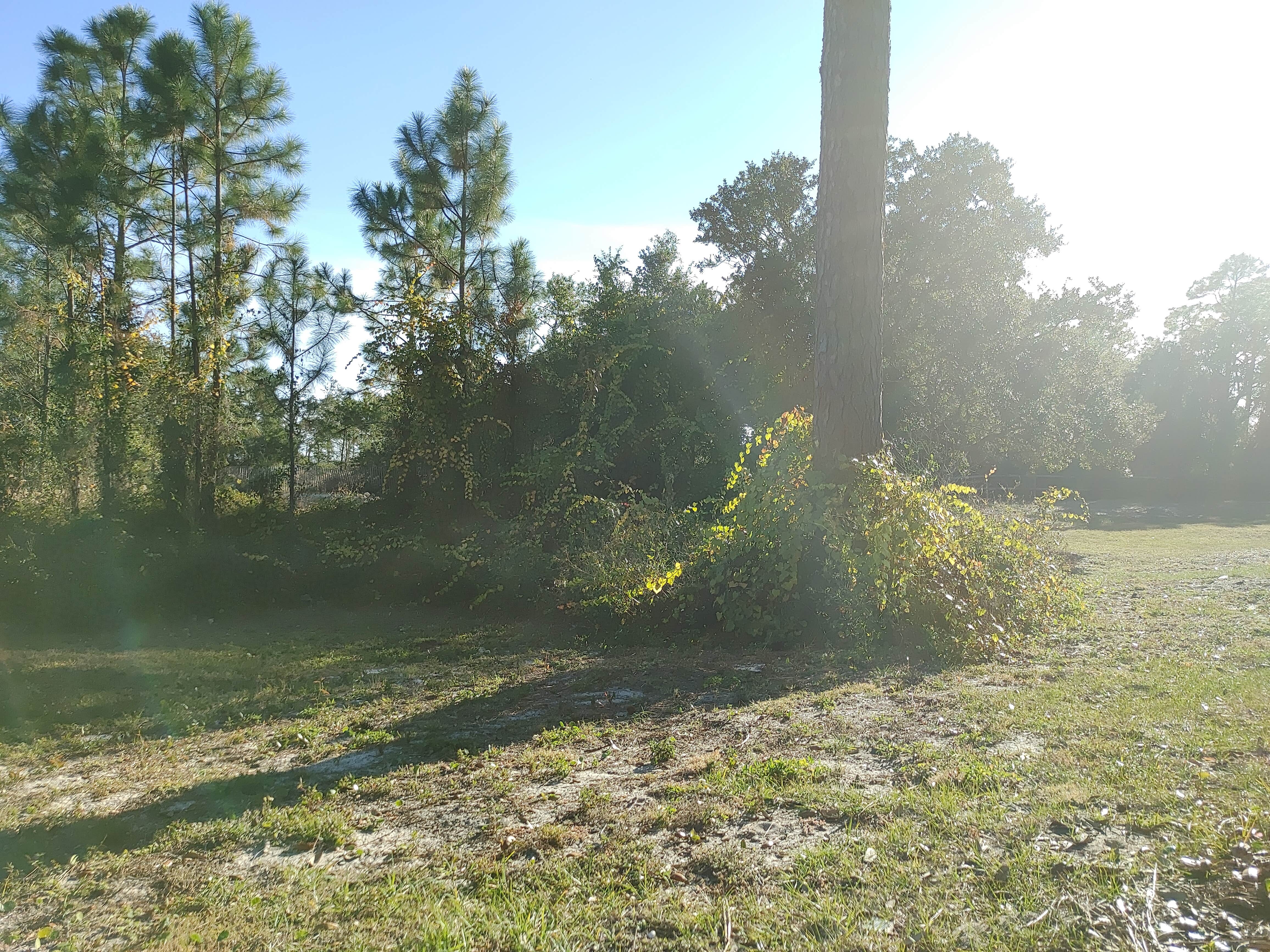 Camper-submitted photo at Military Park Pensacola Naval Air Station Oak Grove Park and Cottages near Pensacola Beach, FL