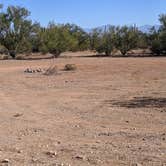 Review photo of BLM Ironwood Forest National Monument - Pipeline Rd Dispersed camping by Greg L., December 2, 2021