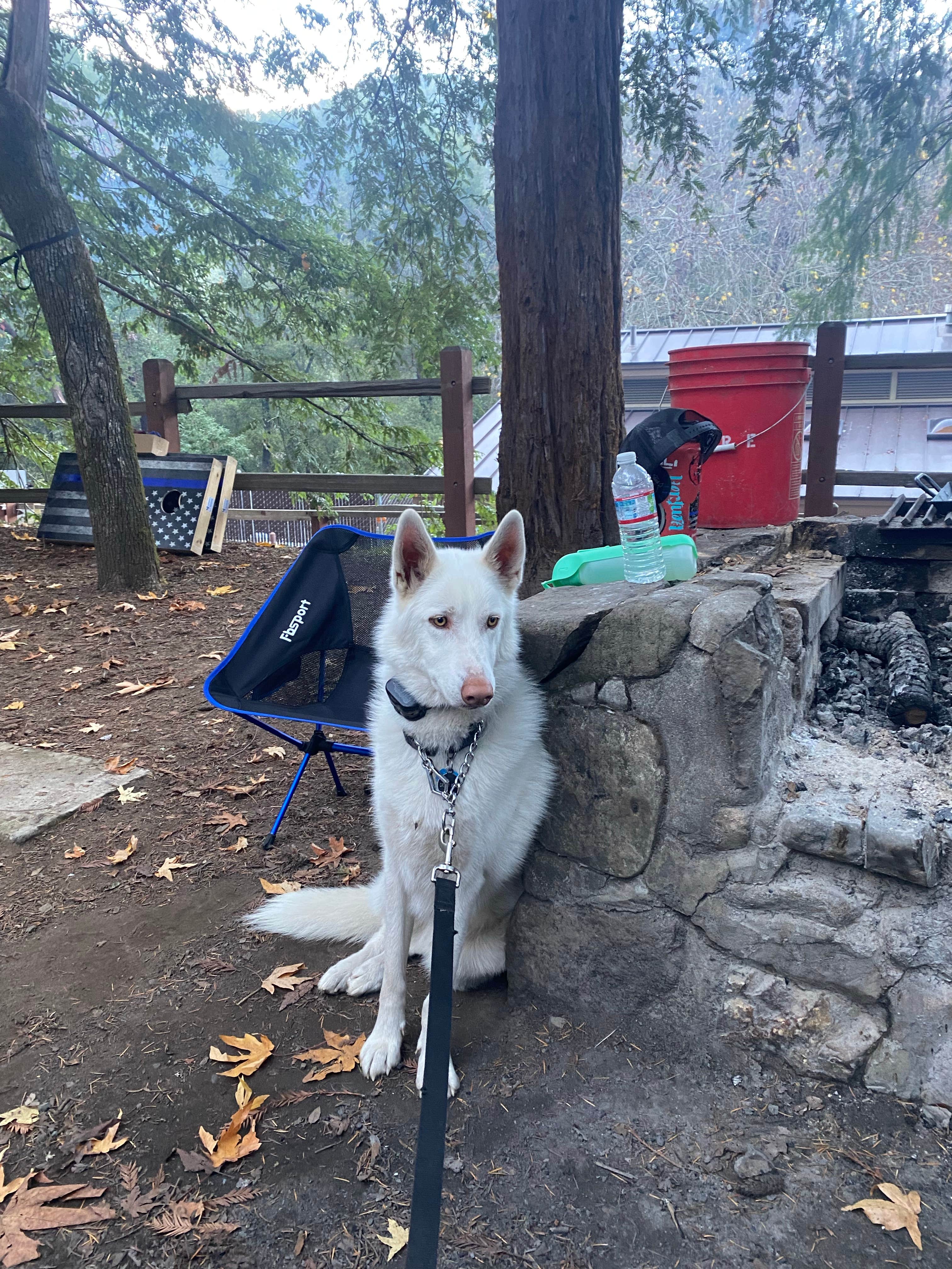 kaela L.'s photo of camping with pets at Uvas Canyon County Park near San Jose, CA