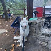 Review photo of Uvas Canyon County Park by kaela L., November 28, 2021