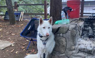 kaela L.'s photo of camping with pets at Uvas Canyon County Park near Mount Hamilton, CA