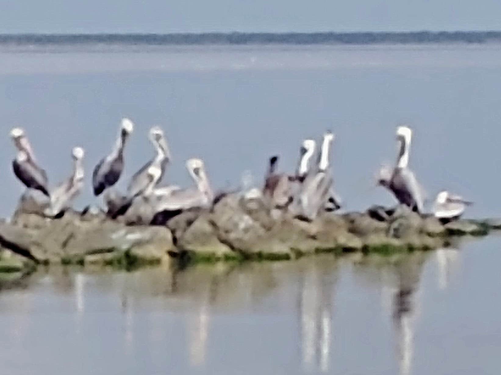 Camper-submitted photo at Seawind RV Resort near Alice, TX