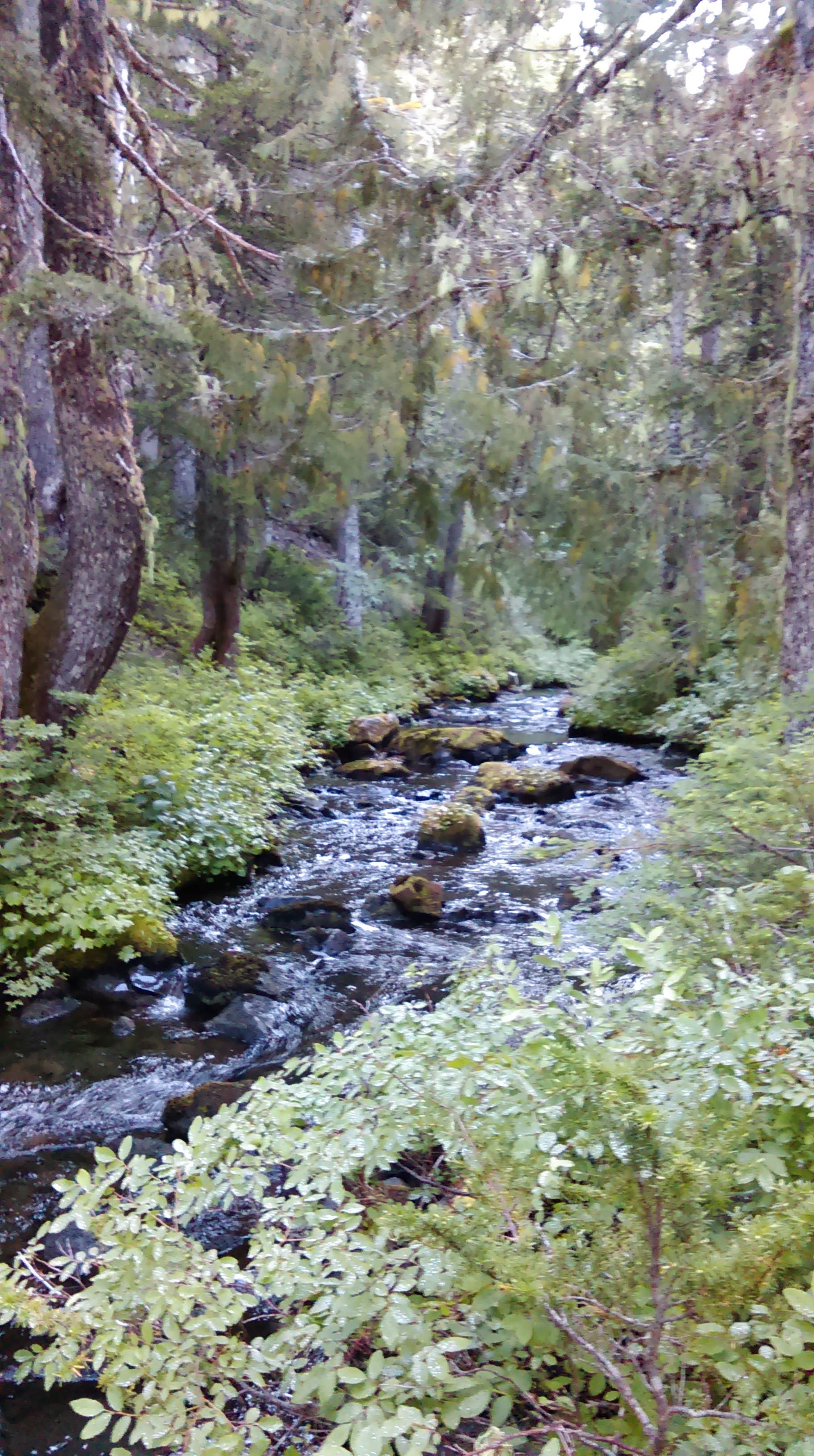 Camper submitted image from Deer Lake — Olympic National Park - 3