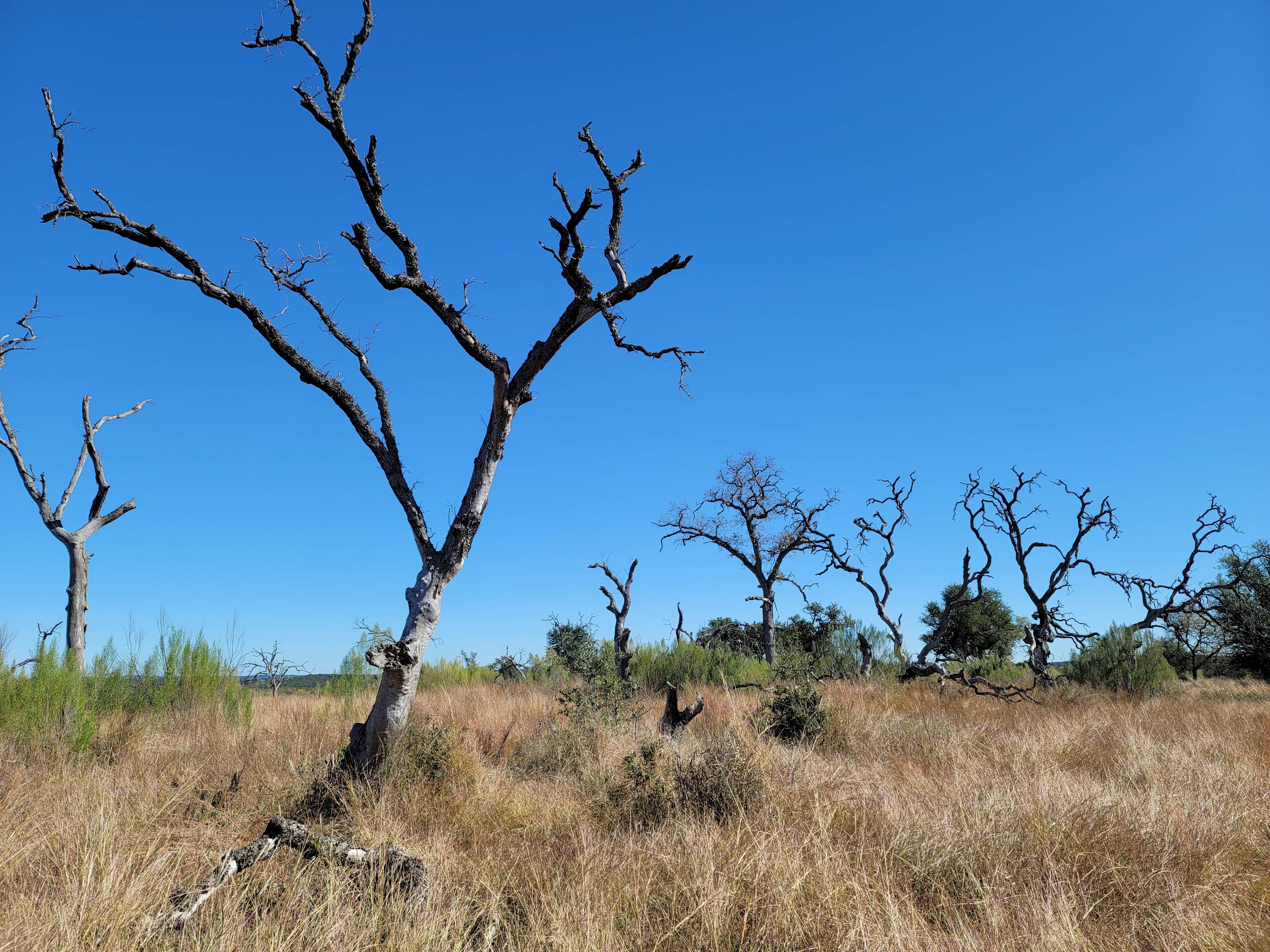 Camper submitted image from Wagon Ford Walk-In Area — Guadalupe River State Park - 2