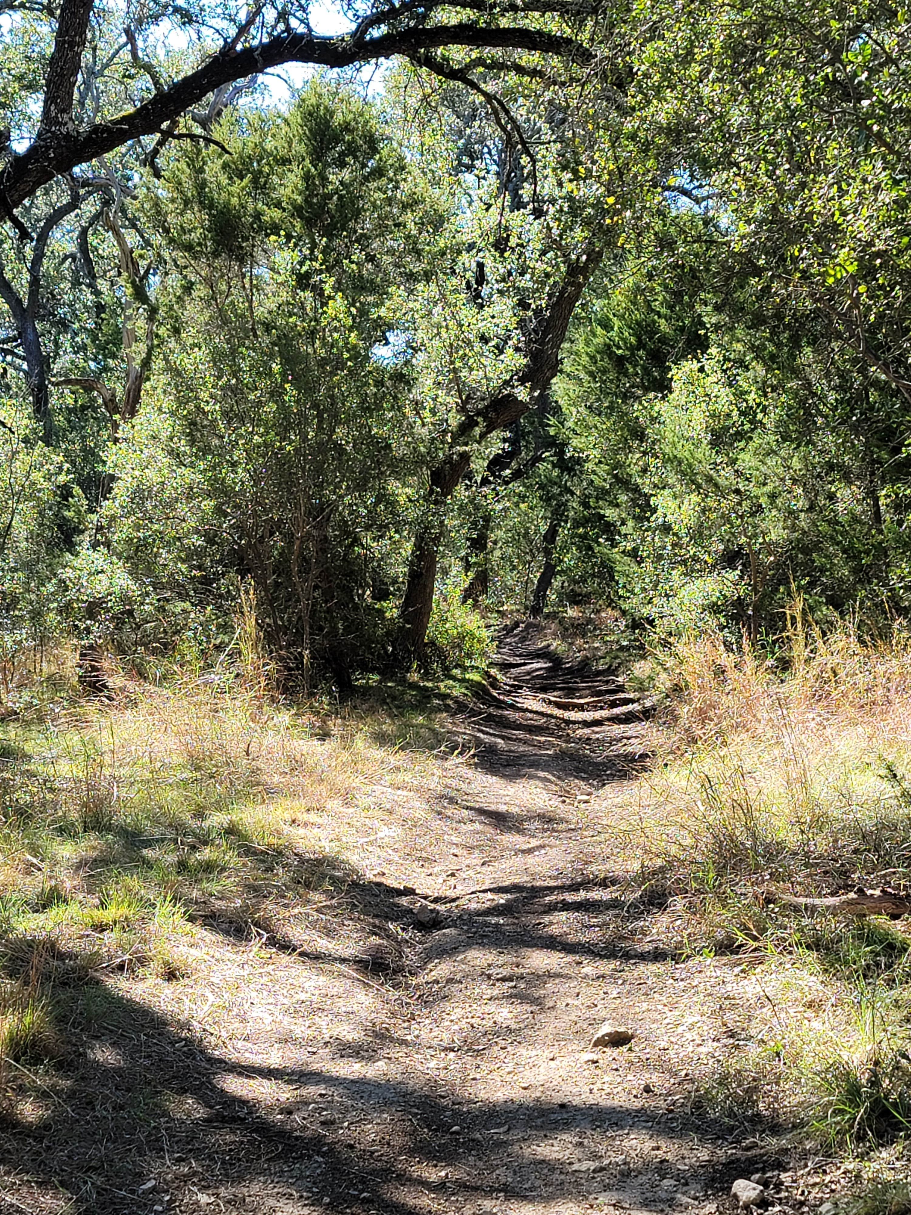 Camper submitted image from Wagon Ford Walk-In Area — Guadalupe River State Park - 2