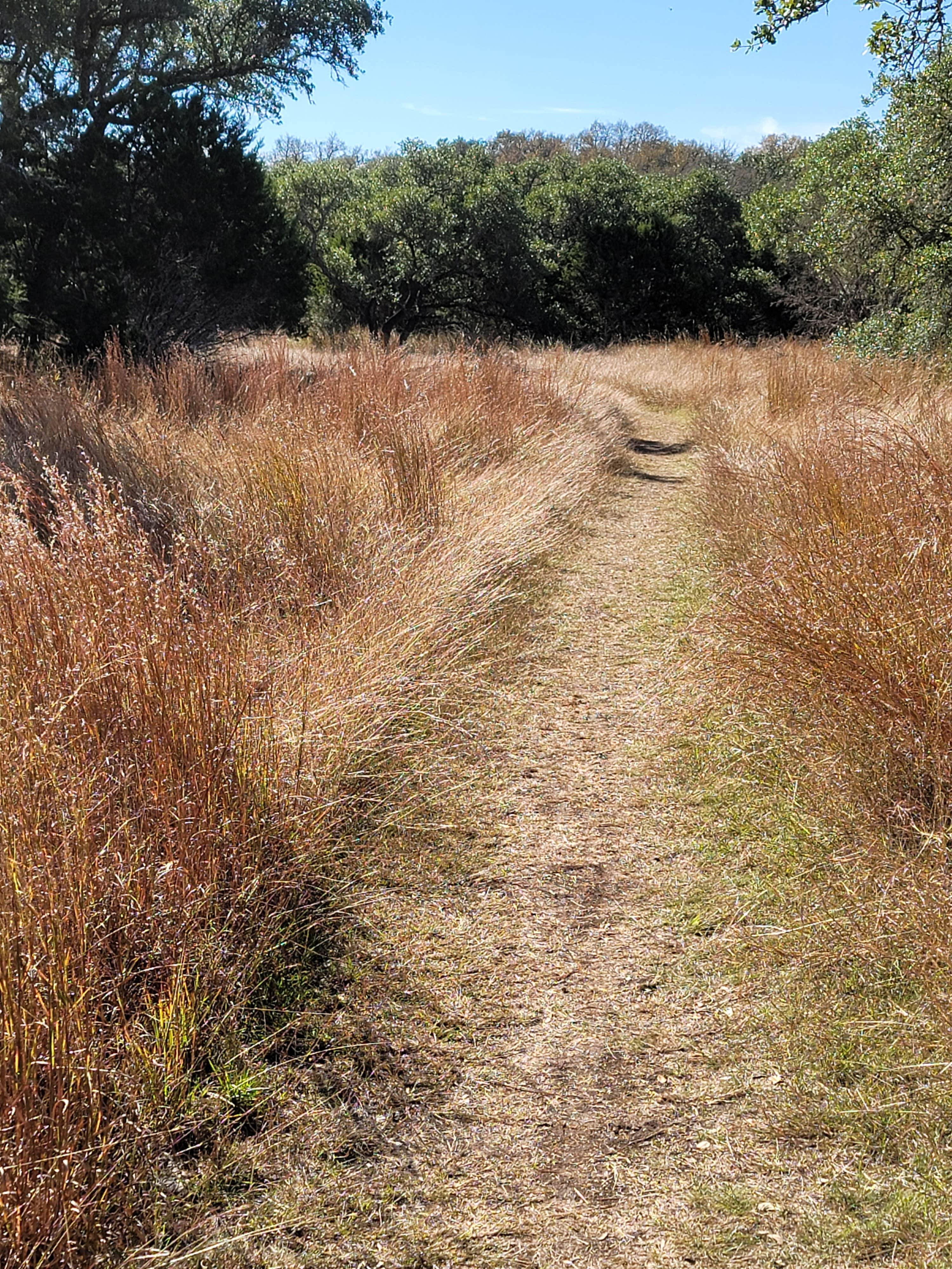 Camper submitted image from Wagon Ford Walk-In Area — Guadalupe River State Park - 3