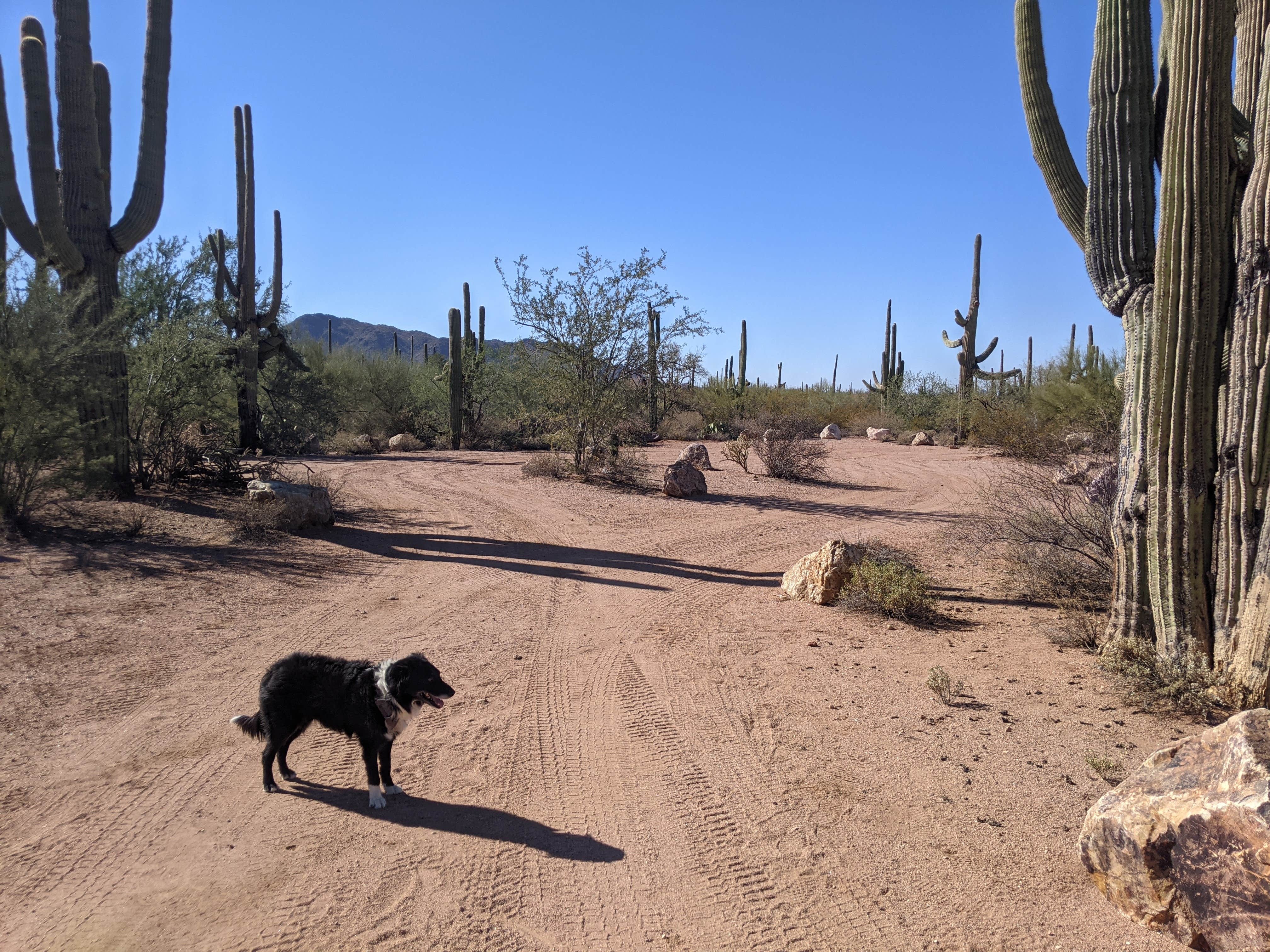 Greg L.'s photo of camping with pets at BLM Silverbell Group Campsite near Arizona City, AZ