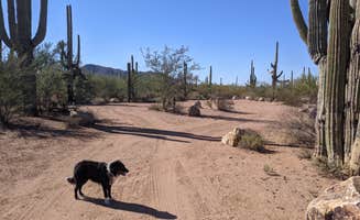 Greg L.'s photo of camping with pets at BLM Silverbell Group Campsite near Marana, AZ