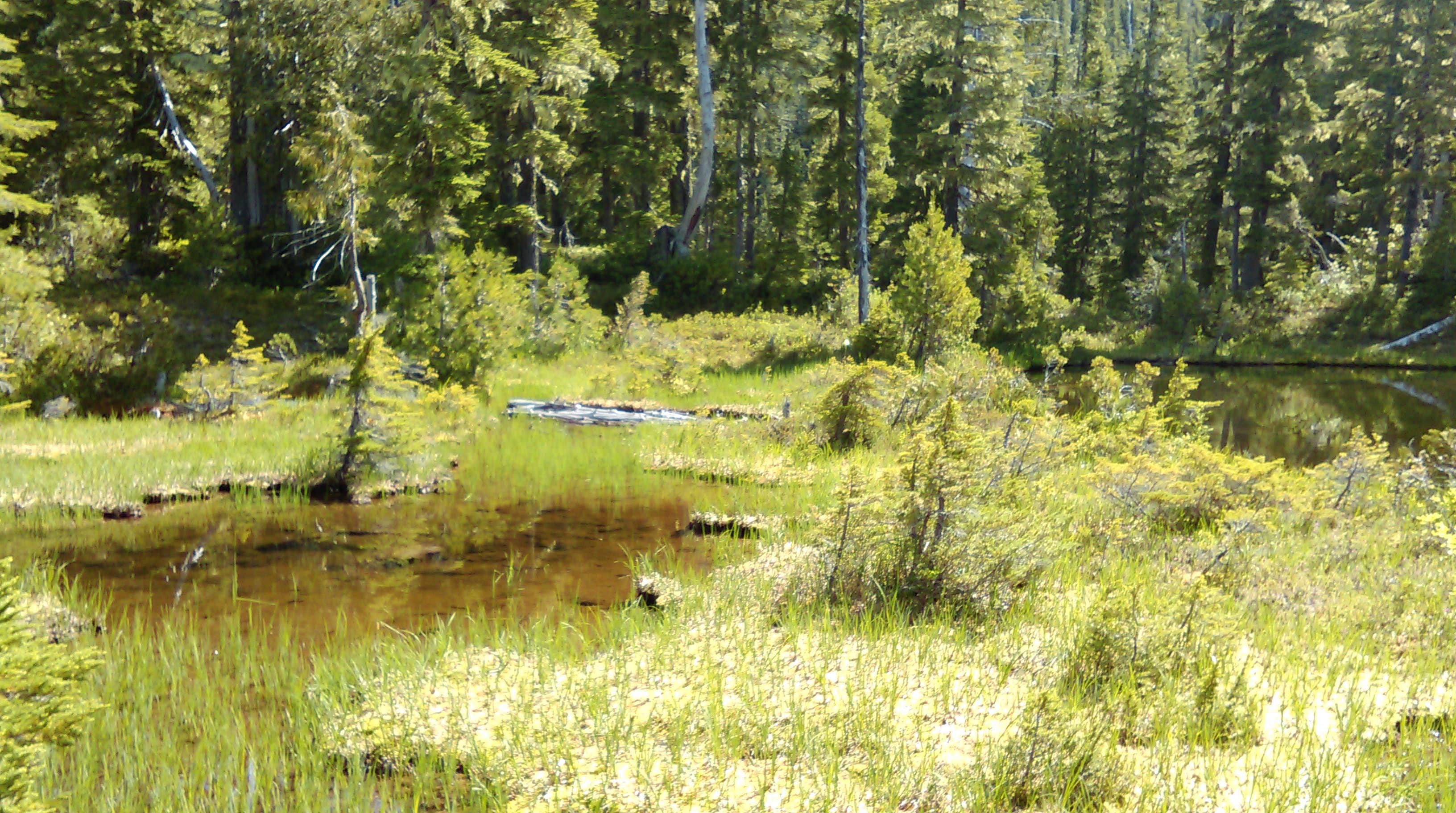 Camper-submitted photo at Deer Lake — Olympic National Park near Sol Duc Hot Springs, WA