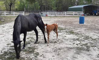 wayne S.'s photo of camping with a horse at Big Pine near Lucedale, MS