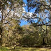 Review photo of Withlacoochee State Forest - Annutteliga Hammock Trail by Dark Wolf .., December 5, 2021