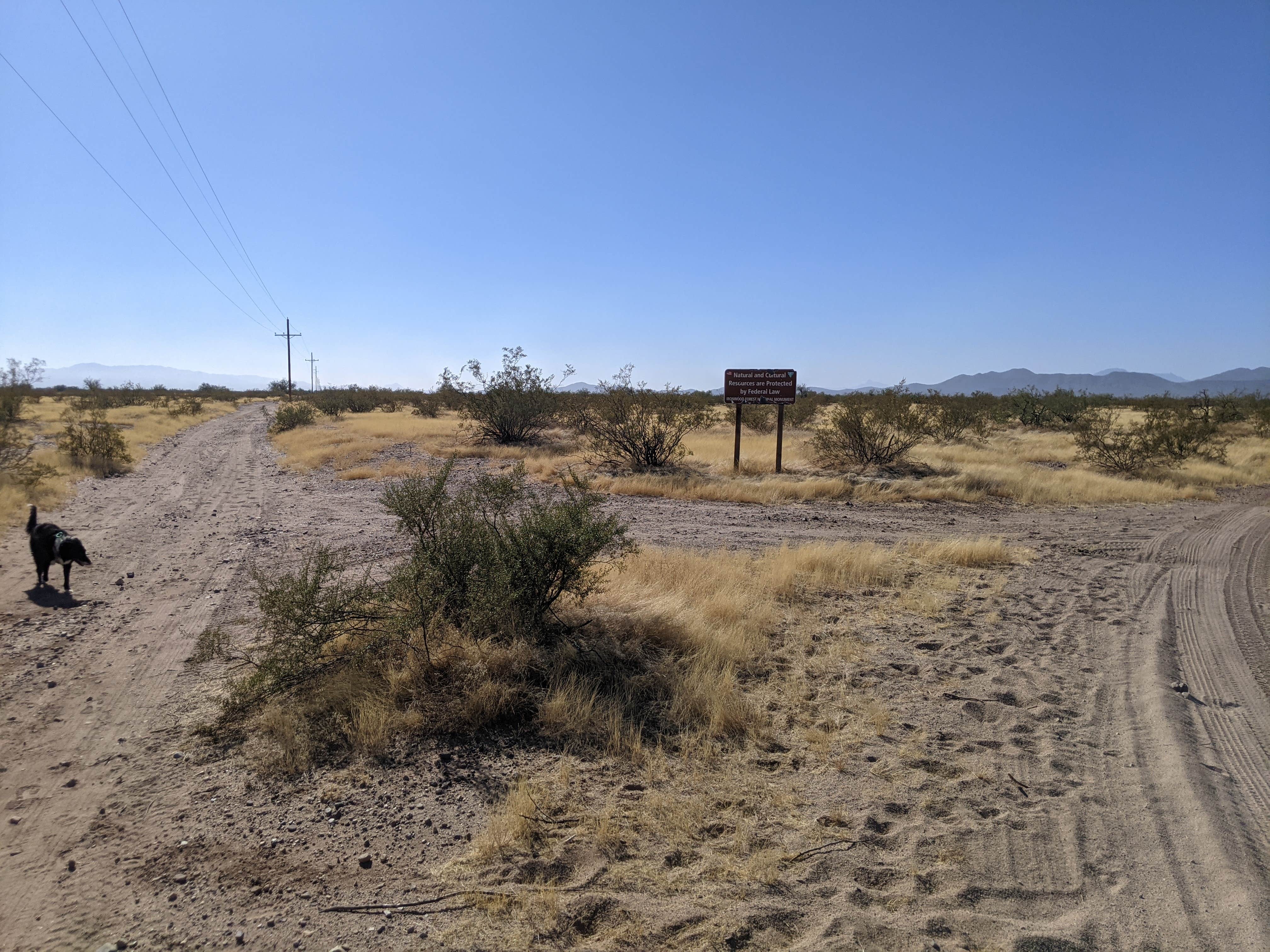 Camper submitted image from BLM Ironwood Forest National Monument - Reservation Road Dispersed Camping - 2